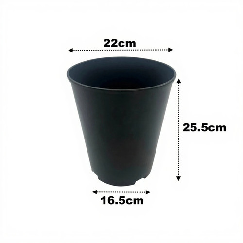 Litre deep rose - deep, plant