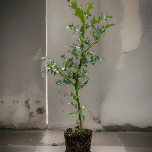 Holly ilex aquifolium - ilex,