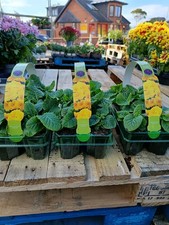 18 Pack Yellow Primrose | Easy