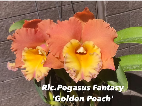 Rare cattleya rlc - cattleya, rlc.