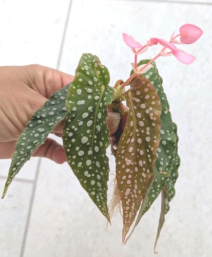 Cane begonia white ice well - begonia,