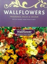 10 x Harlequin Dwarf Wallflower Plants Mixed Colourful Display Plants NOT PLUGS