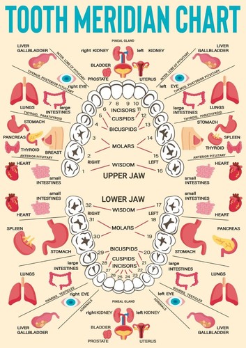 Tooth meridian chart dental - chart,