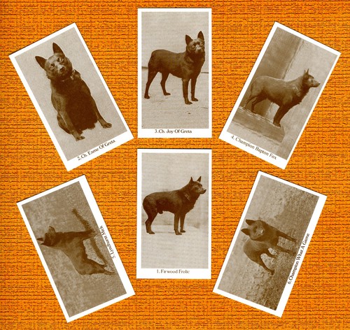 Schipperke set six named - set,