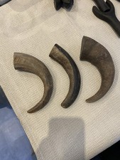 Raw Buffalo Horn For Walking