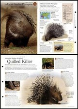 African Crested Porcupine #163