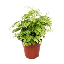 Maidenhair Fern Established