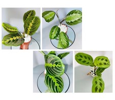 Maranta Plant (Selection)