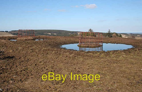 Photo 6x4 moated cattle - 6x4,