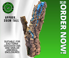 Cork Bark tarantula arboreal