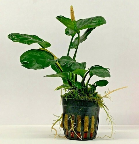 Anubias 5cm potted live - anubias,