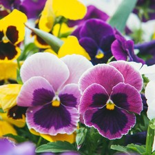 Pansy garden ready Plants 20 Pack Tray