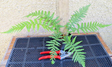 Dicksonia antarctica.  Hardy Tree fern 9cm. plant. 30-40cm.