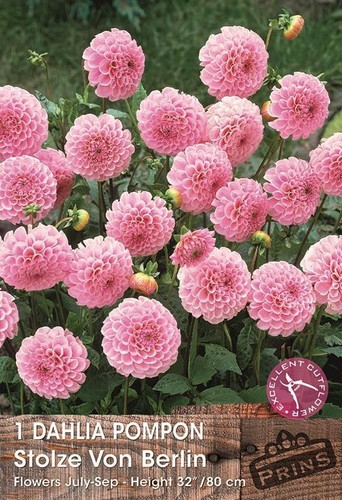 Dahlia pom - pom, von