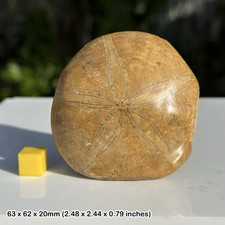 Pygurus Urchin Echinoid Fossil