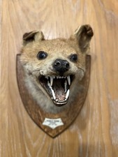 Red Fox Taxidermy Head Mounted