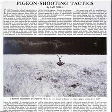 WOOD PIGEON-SHOOTING TACTICS. A SINGLE PAGE. BY IAN NIALL. REMOVED FROM AN ORIGI
