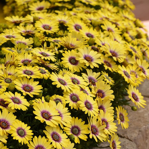 Osteospermum african daisy - osteospermum,