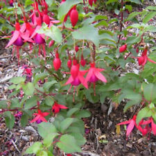 Fuchsia Mrs Popple Flowering