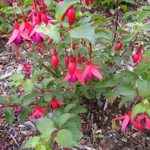Fuchsia mrs popple - fuchsia,