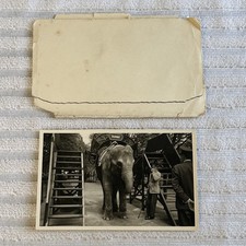 Vintage Real Photo Photograph Dumbo The Elephant London Zoo Bela Zola 1954