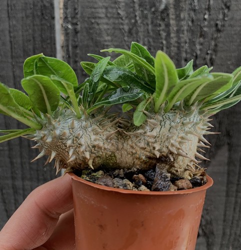 Pachypodium brevicaule - pachypodium, |
