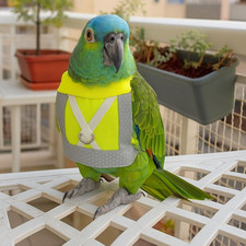 Parrot flying harness - parrot,