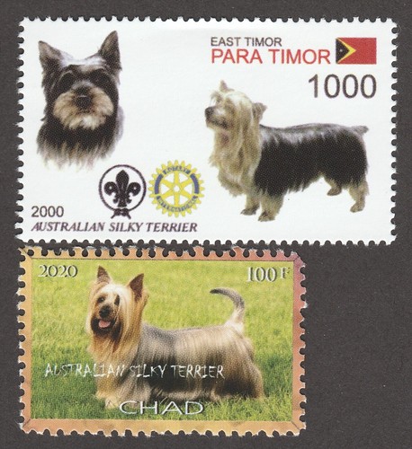 Silky terrier int l - silky, dog