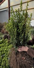 Buxus sempervirens common - sempervirens,