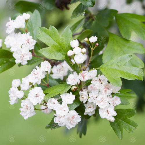 Crataegus plena double white - plena,