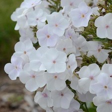 Phlox Paniculata Fashionably