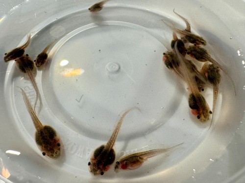 Live captive bred white s - live,