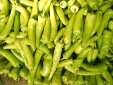 Chilli Plants - 'Hungarian Hot