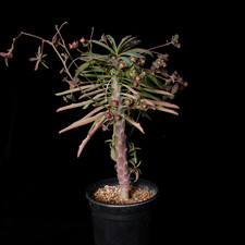 Euphorbia bubalina - 1 gallon