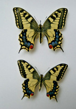 2x Papilio machaon butterfly set specimens bred