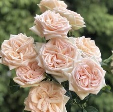JAPANESE ROSE PRINCESS MAYA   BARE ROOT GARDEN ROSE,PERNNIAL PLANTS 