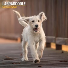 Labradoodle 2026 Traditional