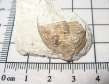 Devonian trilobite fossil