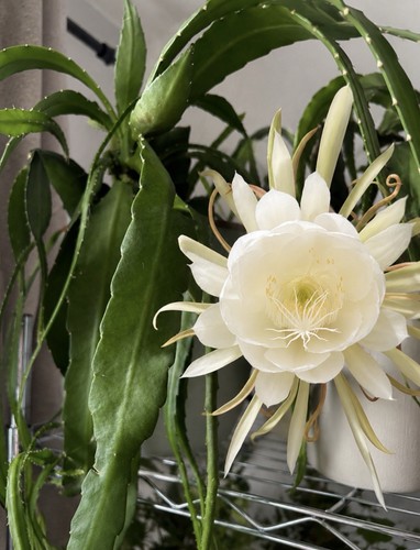 Epiphyllum orchid cactus - epiphyllum,