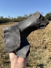 One Of A Kind Extinct Baleen