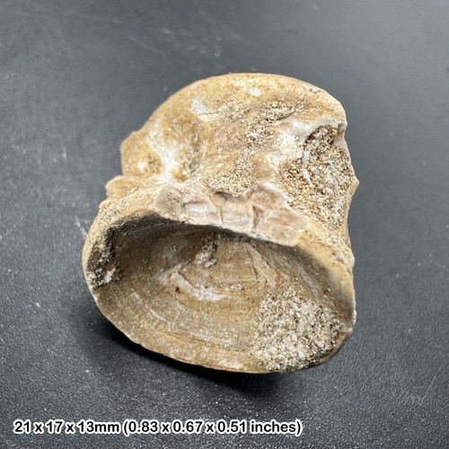 Shark vertebra fossil - shark, eocene