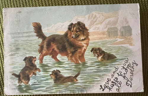 Antique postcard pomeranian - postcard,