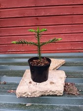 Araucaria araucana  in 2L pot 10" tall Monkey Puzzle tree