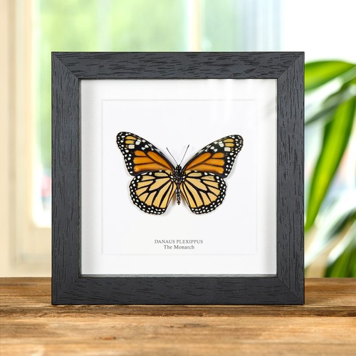 Female monarch butterfly - female,