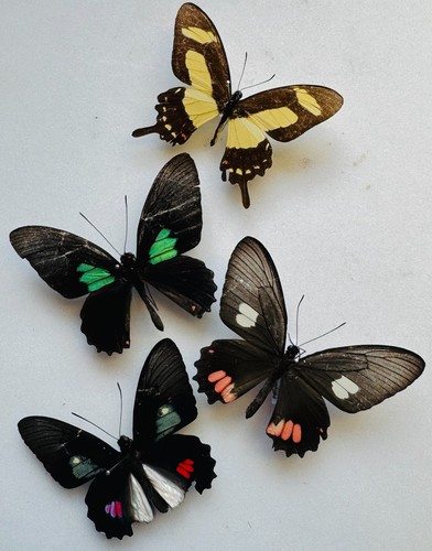 Real butterfly papilio - real,