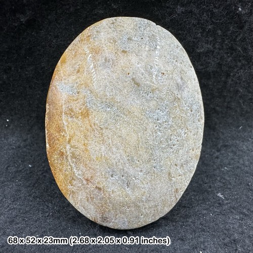 Fossil coral palmstone - fossil,