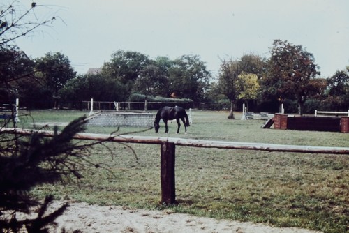 C1970 35mm slide - slide, horse