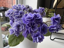 African Violet  ‘Gleeful Elf