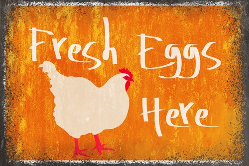 Fresh eggs here - eggs, new