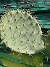 Very Large Opuntia Engelmanni